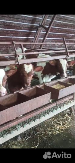 Бычки на откорм