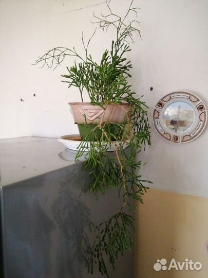 Суккулент Рипсалис Хатиора 70 см