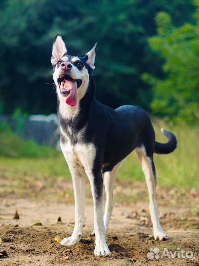 Помесь хаски