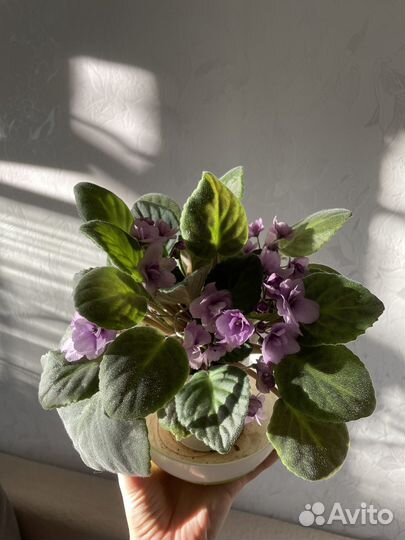Фиалки цветущие в горшке
