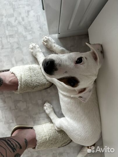 Джек Рассел терьер