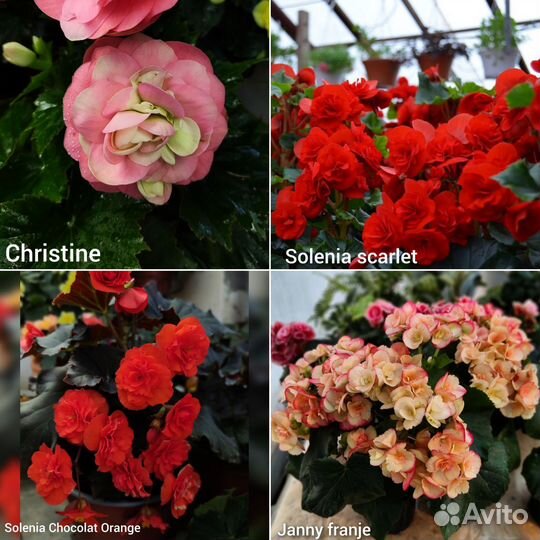 Ампельная бегония и бегония элатиор