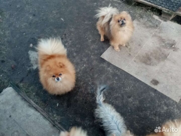 Шпиц помиранский набивные щенки