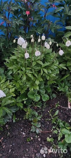 Энотера, анемоны, ирисы купена многолетнее