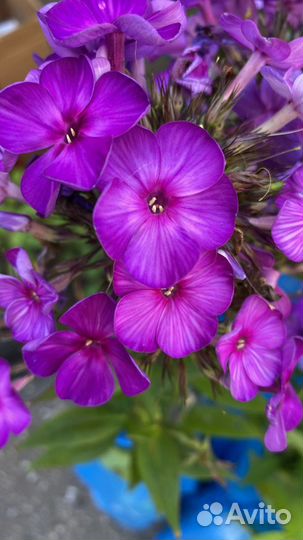 Флокс синий Черномор