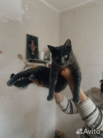 Отдам в добрые руки котика