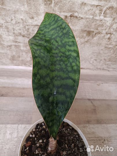 Сансевиерия масониана Виктория