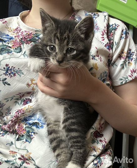 Отдам котенка в добрые руки