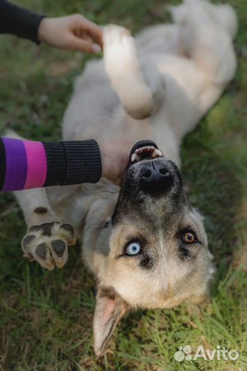 Гай ищет дом