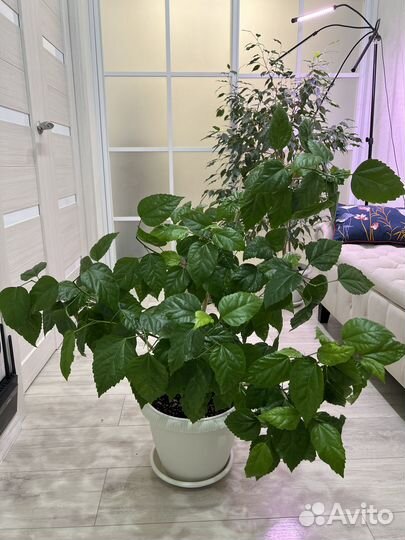 Гибискус китайская роза