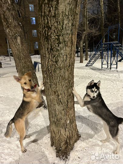 Кинолог, дрессировка, передержка собак