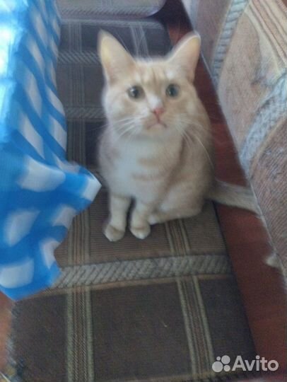 Кошка