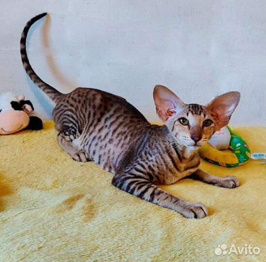Котенок петерболд