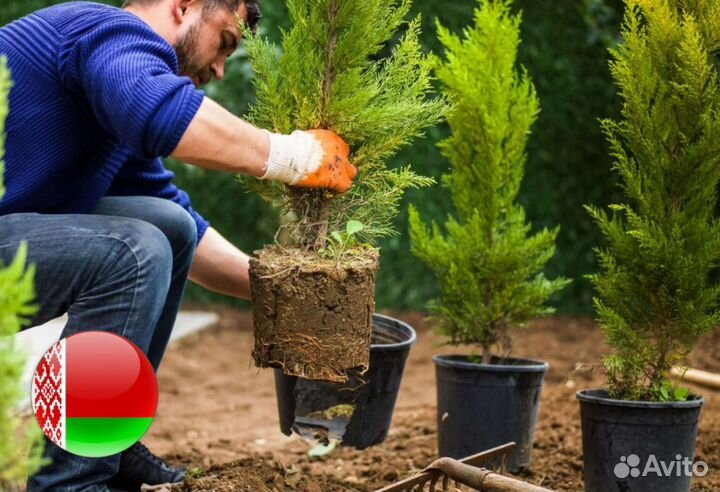 Туя сортовая Смарагд, Брабант,Колумна