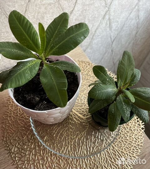 Молочай Миля, кактусы