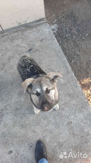 Собаки подростки