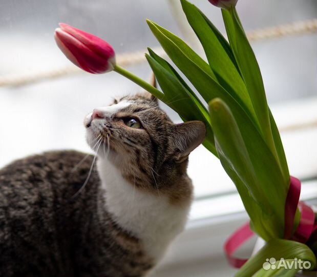 Котенок в добрые руки
