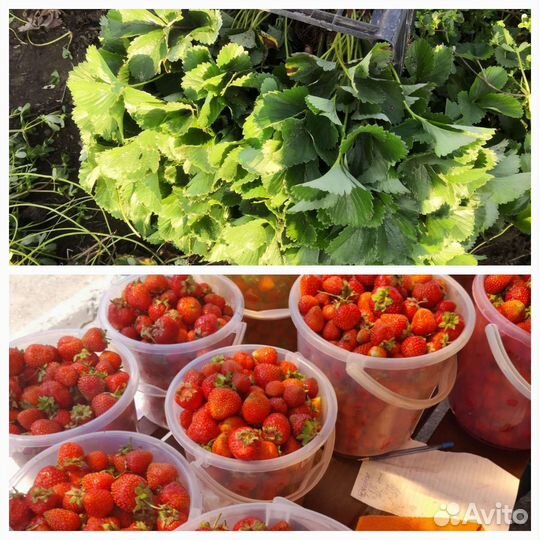 Рассада клубники азия