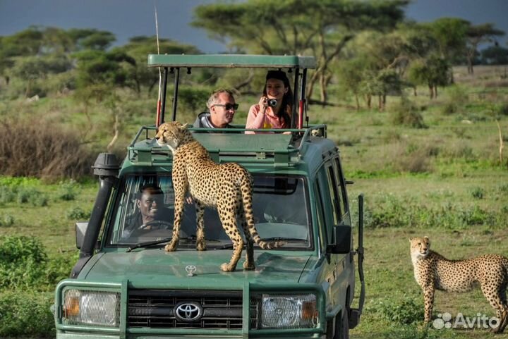 Путешествие в Танзанию (сафари)