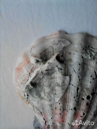 Ракушка с окаменелостями