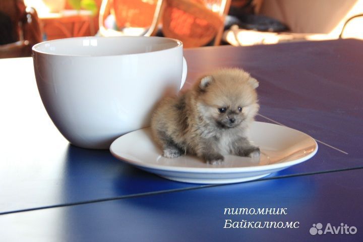 Мини шпицы. Иркутск