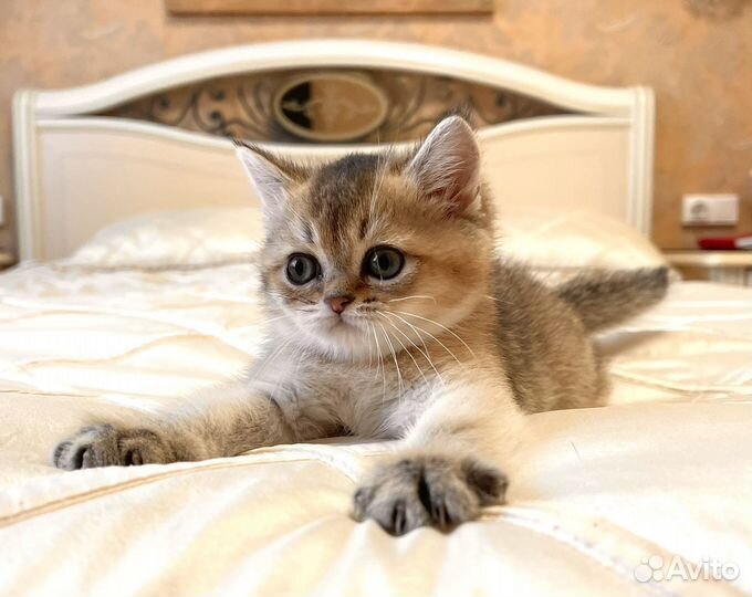 Золотая плюшевая девочка Скоттиш страйт