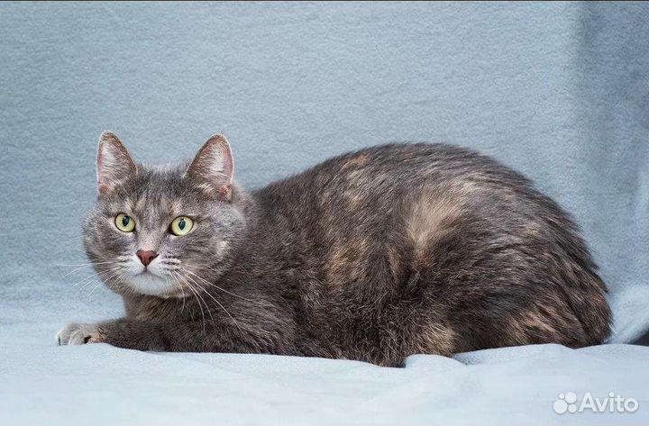 Кошка Леди Мэри ищет дом