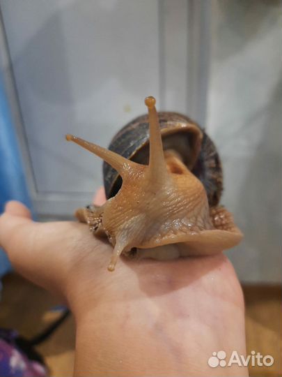 Улитки Ахатины