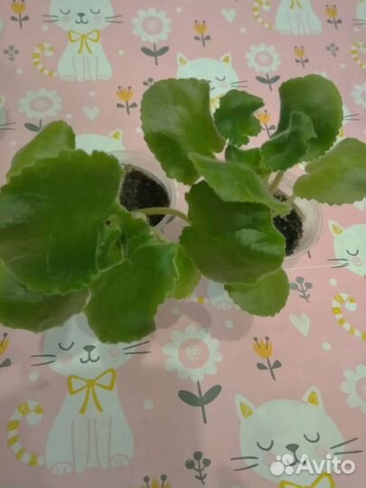 Сортовые фиалки