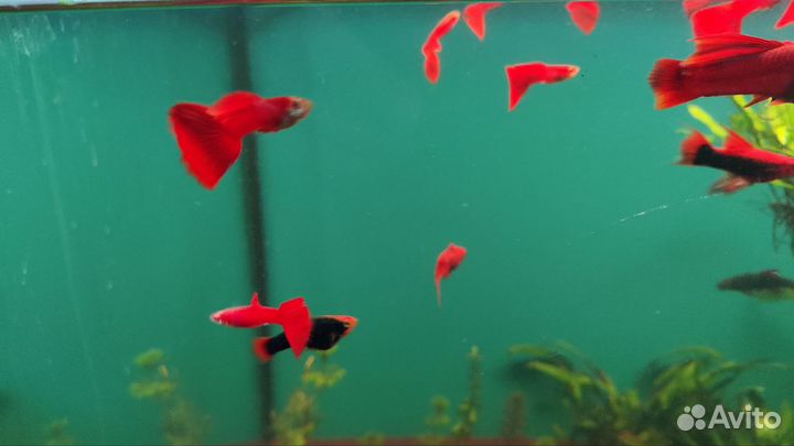 Гуппи ред фул