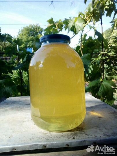 Мед оптом с Алтайских пасек