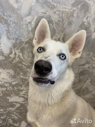 Помесь лайки-хаски