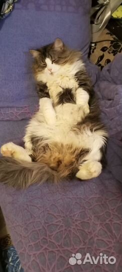 Кот домашний