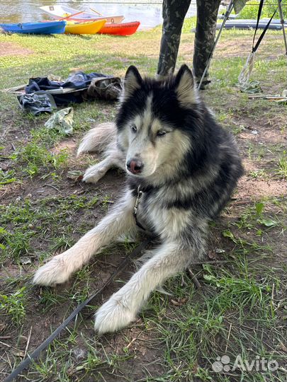 Хаски Кобель вязка