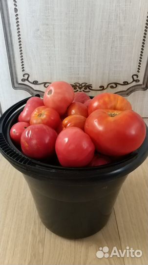 Огурцы, помидора домашние