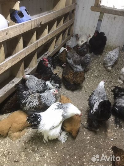 Чёрные Петухи,Куры,Породистая Птица