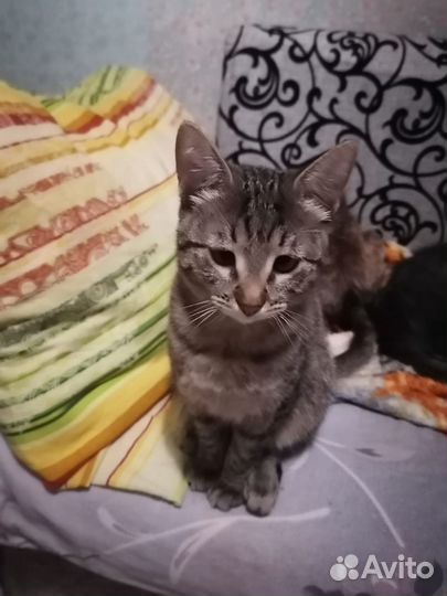 Отдам котиков в добрую семью