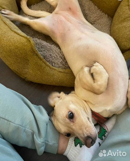 Передежка домашних собак, зооняня