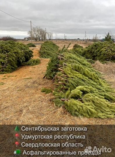 Сосна сентябрьская рождественская оптом