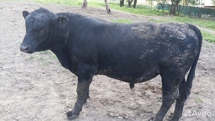 Быки на мясо и на племя