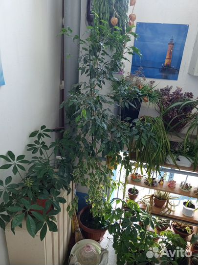 Фикус Бенжамина большой