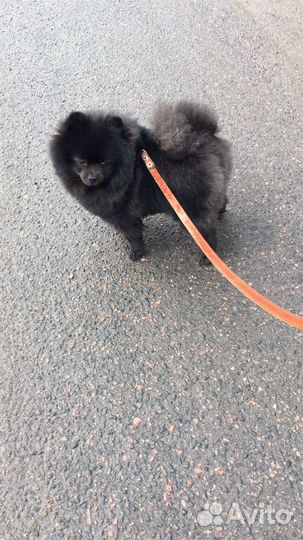 Случка (Вязка) собак, мини шпиц