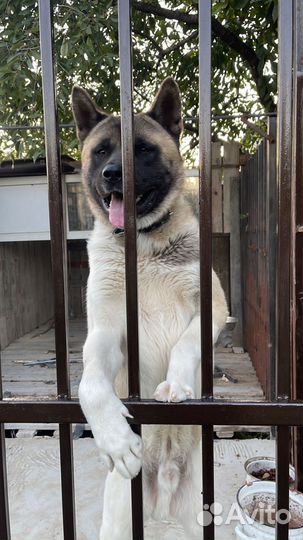 Американская акита вязка