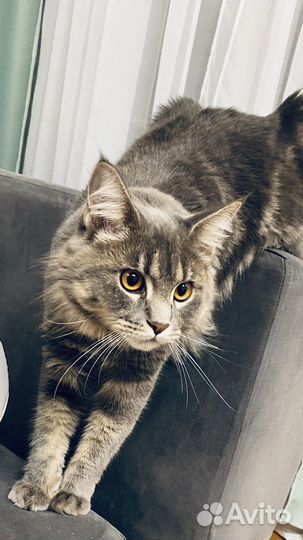 Кошка мейкун бесплатно