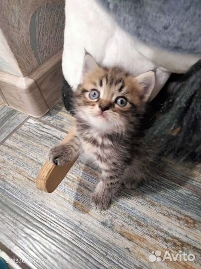 Шотландские котята