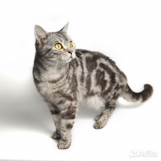 Бетти британка из приюта строго в добрые руки