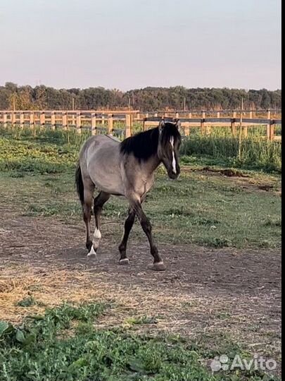 Чистопородный жеребчик