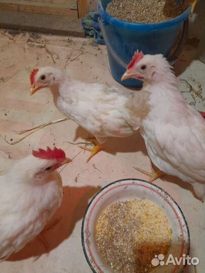 Петухи породы Леггорн