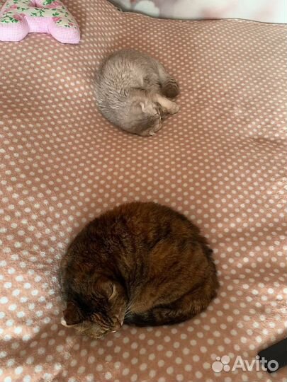 Передержка и выгул домашних животных