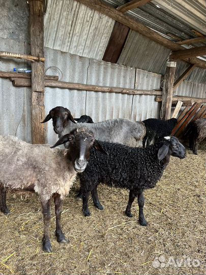 Бараны курдючные
